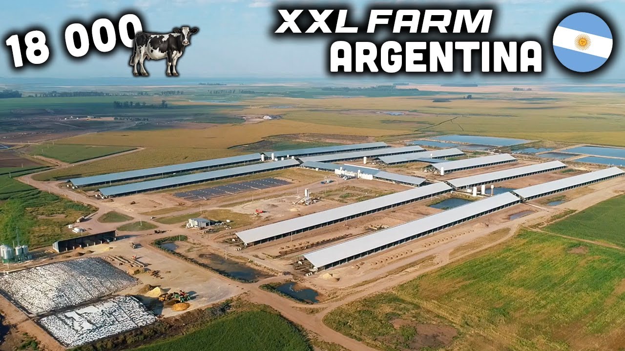 CE FERMIER ARGENTIN À 18 000 VACHES  🇦🇷