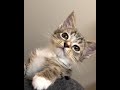 Cute cat
