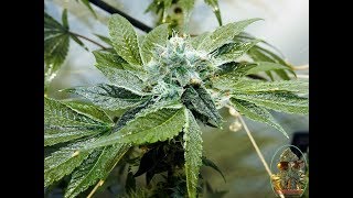 Death Bubba, GG4,  SFV OG Day 1 Green Planet Nutes
