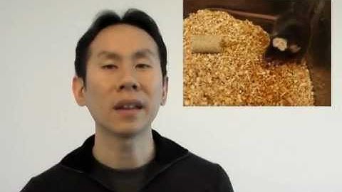 Watching Inhibitory Synapses Remodel