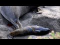 Elephant Seal Birth