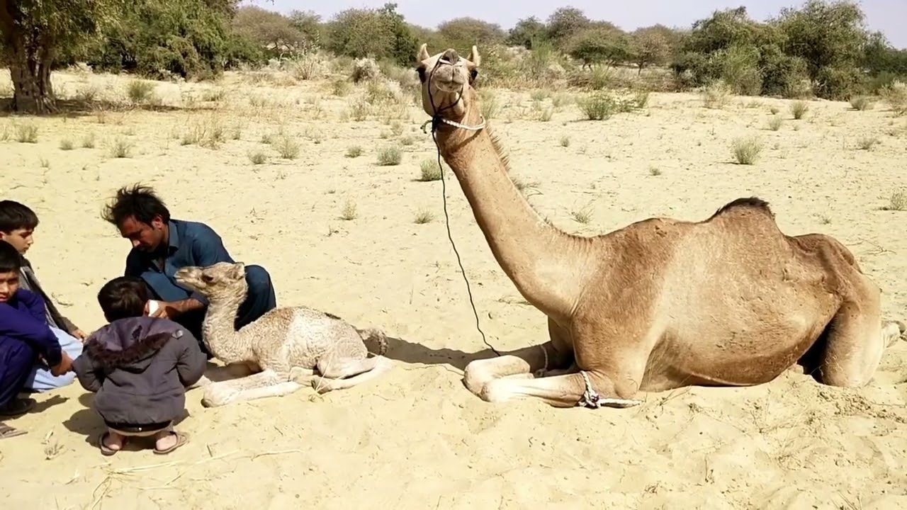 Camel birth time 😱