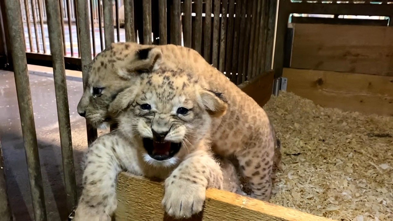 Planète Sauvage : le parc animalier hors normes