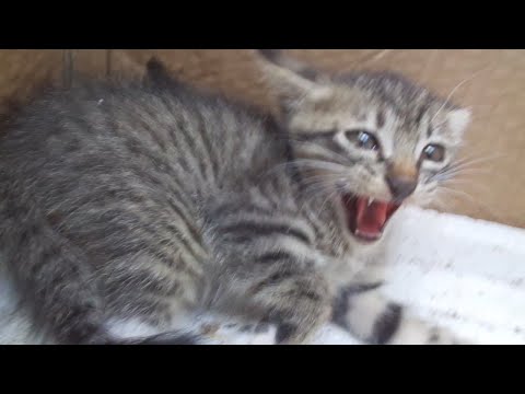 Video: Cara Menjinakkan Kucing Liar