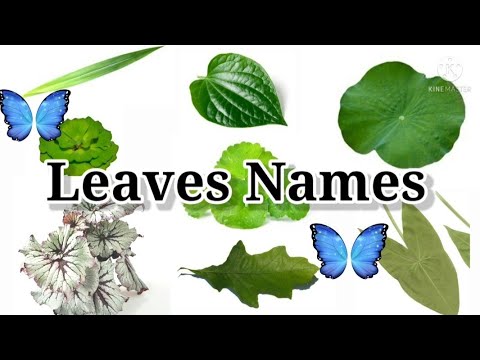 Leaves name in english | different types of leaves with name and pictures