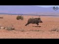 Wild boar hunting 2024  chasse sanglier au maroc  partie 1