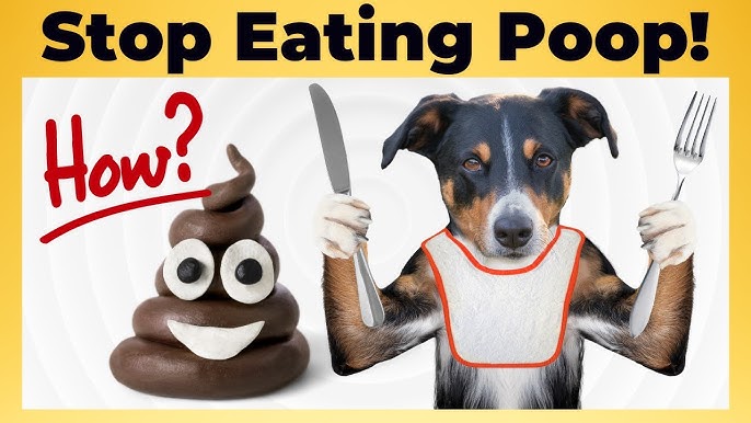 5 Ways To Why Do Dogs Eat Poop Understanding The 2024