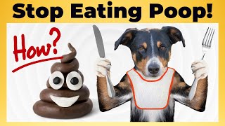 Why do Dogs eat POOP: How to STOP? | Dog Behaviors | Eating Poop | Dog Training | Funny Animals by Animalistic 4K 272 views 1 year ago 5 minutes, 3 seconds