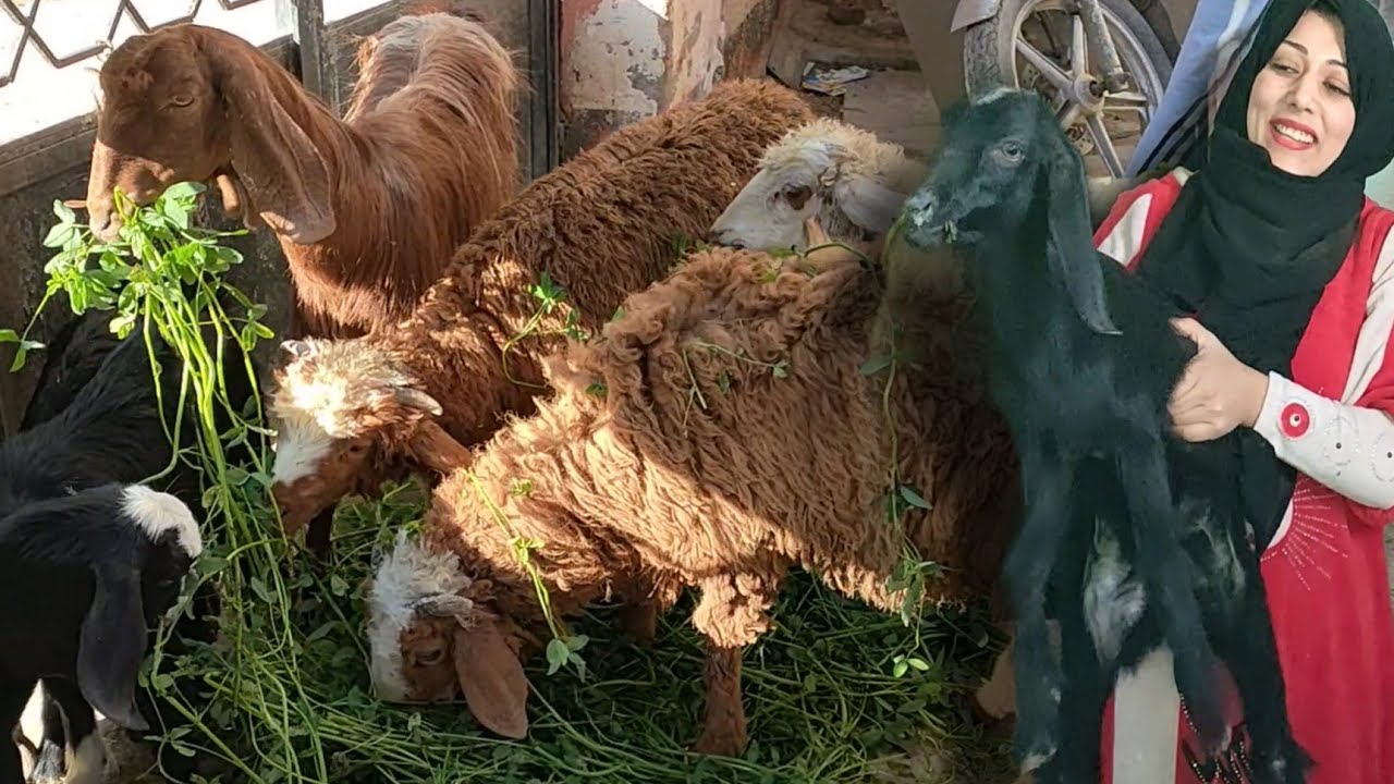اسعار الخرفان مفاجأة مع نقل الماعز والخرافان من السطح مع اجواد انواع الخرفان للتربية لعمل مشروع مربح
