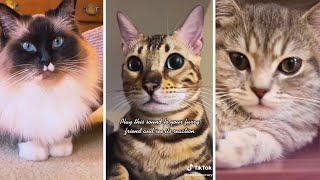 Whiskers and Whimsy 😹 Cats in Funny and Cute Moments! 😹 by The Cat's Pajamas 1,648 views 9 months ago 8 minutes, 31 seconds