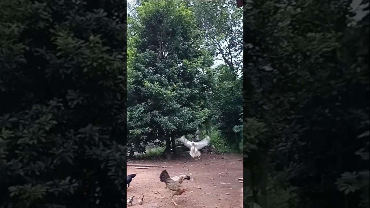 ⁣AYAM TERBANG 4 #animals #ayamulu #birds #ayamcantik #chicken #ayamliar #nature #ayamlokal