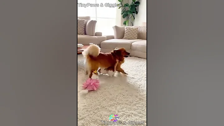 Joker Chihuahua Strikes Again 😂  #funnydogs   #pets