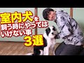 室内犬を飼う時にやってはいけない事3選
