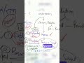 Herbart Lesson Plan  5 Golden Steps of Lesson Planning