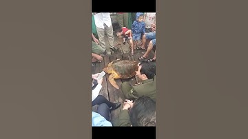 Quản đồng (đú, rùa đầu to, Caretta caretta)