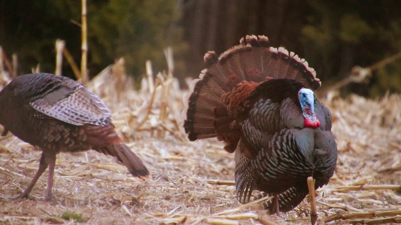 2020 Archery Turkey Hunt YouTube