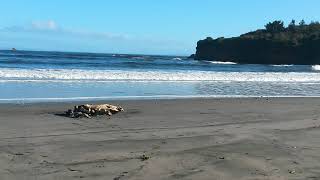 Playa en Quenuir/ Región De los Lagos