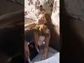 OMG😱😱😱#funny #dog #baffalo #donkey #pets #horse #animals #shortvideo #cow #cute