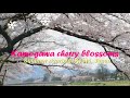 夏は川床、春は桜! 鴨川 京都府 カップルで是非!