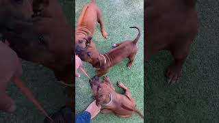 Tug | Rhodesian Ridgebacks