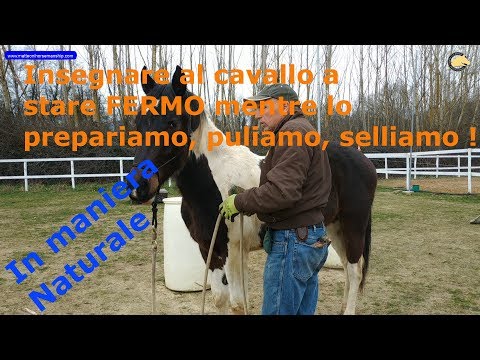 Insegnare al cavallo a stare fermo, in maniera naturale !