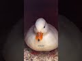 Tiny Duck Breed #duck #callducks #animalfacts #animals