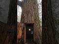 Hidden Bunker Inside The Tree 🎄🌴#treebunker #hiddenbunker #secretbase #secretbunker #aivideo #shorts