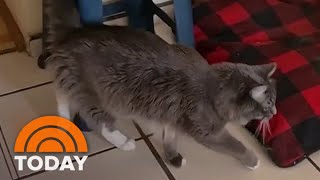 Watch: Cat appears to mimic owner using crutches