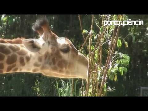 Vídeo: Por Que Uma Girafa Tem Um Pescoço Comprido