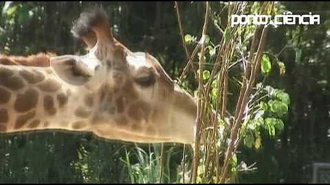 Como as hipóteses darwinistas poderiam ser utilizadas para explicar o tamanho do pescoço das girafas?