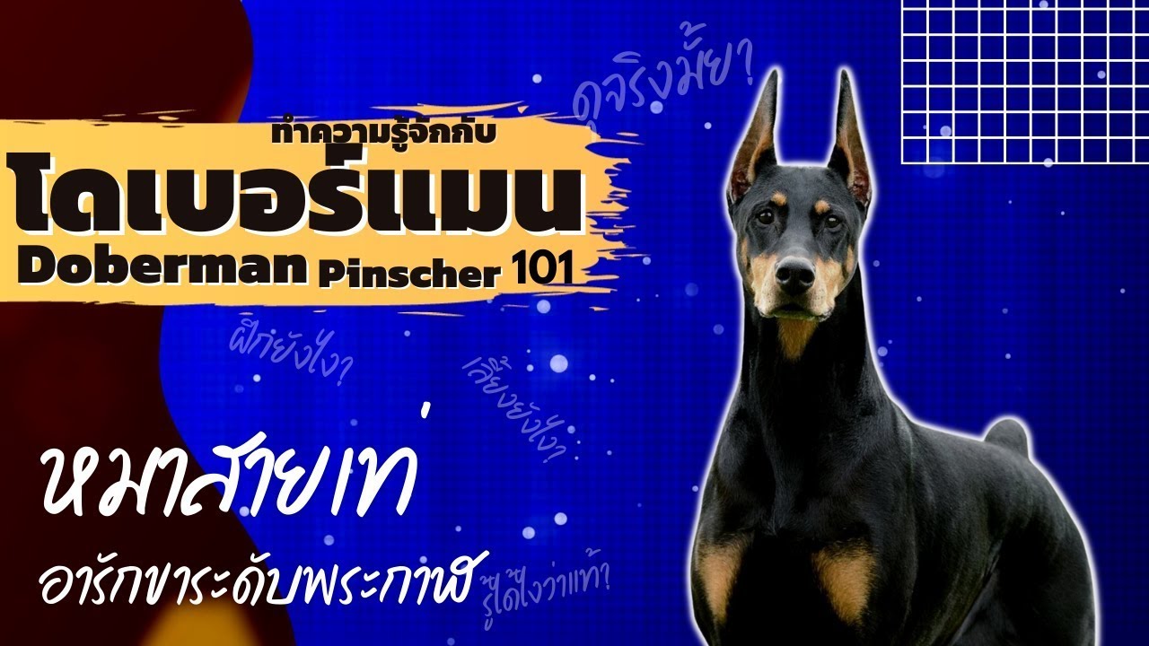 โดเบอร์แมน Doberman Pinscher 101 หมาสายเท่ สุดยอดสุนัขอารักขา - Youtube