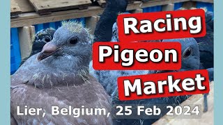 Racing Pigeon Market Lier, Belgium (25 February 2024)