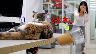 After Two Seconds, The Cat Will Be..(ENG SUB)