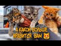 Выбираю котёнка, помогите выбрать, какой больше всего понравился вам котенок?