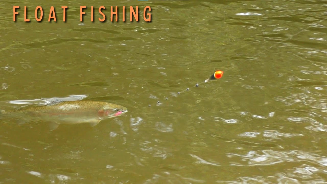 Fishing LAKE ERIE Tributaries for Early Fall STEELHEAD 