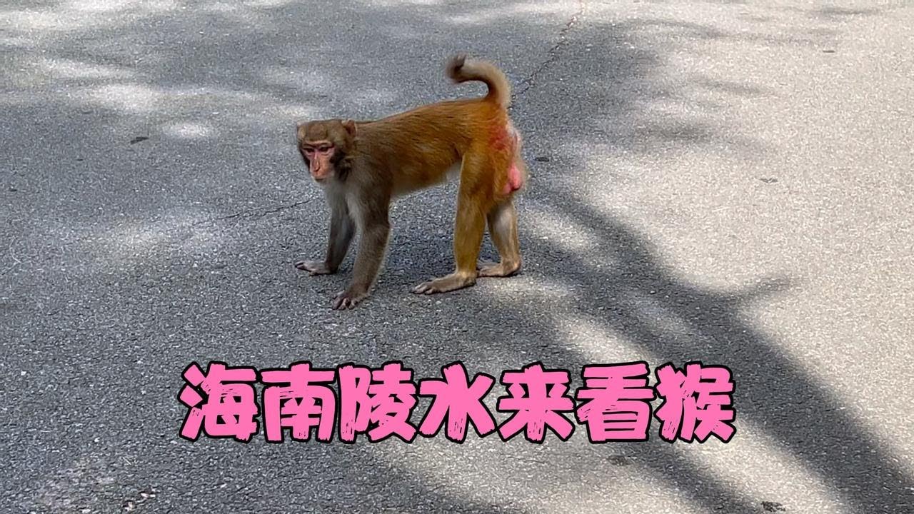 海南陵水来看猴，三种方式进岛看你喜欢哪种，一个视频解释清楚