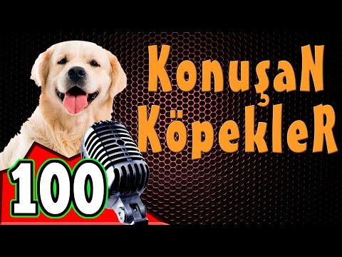 Video: Yeni Köpeğiniz için Komik TV Sitcom Köpek İsimleri