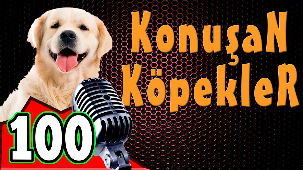 Komik Kopek Videolari Konusan Kopekler Ve Kediler 100 Youtube