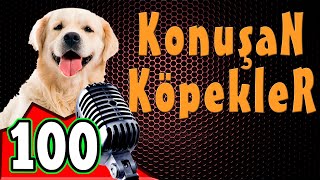 Komik Köpek Videoları - Konuşan Köpekler Ve Kediler 100