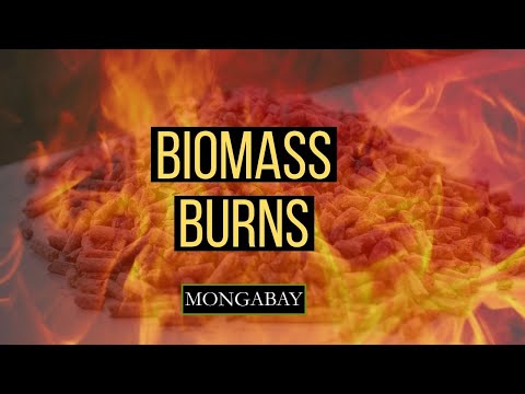 Why biomass burning isn't a climate solution