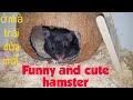 Hamster cute - Funny and cute hamster | Ngồi ngắm hai bé hamster cute không thấy chán