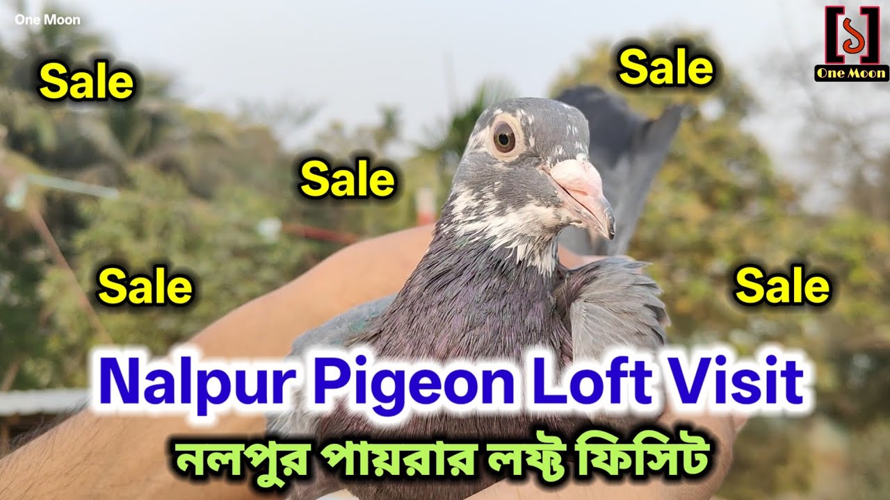 খুব কম দামে কবুতর সেল ভিডিও | নলপুর কবুতর লফ্ট ফিসিট | @OneMoon1 