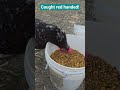 Brownie Caught Red Handed! #shorts #chicken
