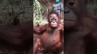 Young Orangutan Inspects Camera.