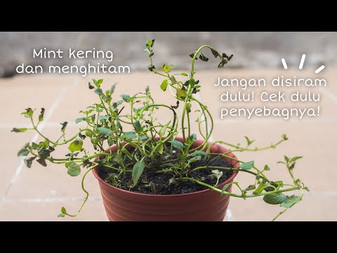 Menyelamatkan Mint dari Overwatering (Tanda: Kering menghitam sebagian)