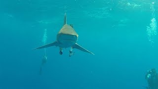 Oceanic White Tip shark, Elphinstone 30th July 2017 by Ismail Hazem