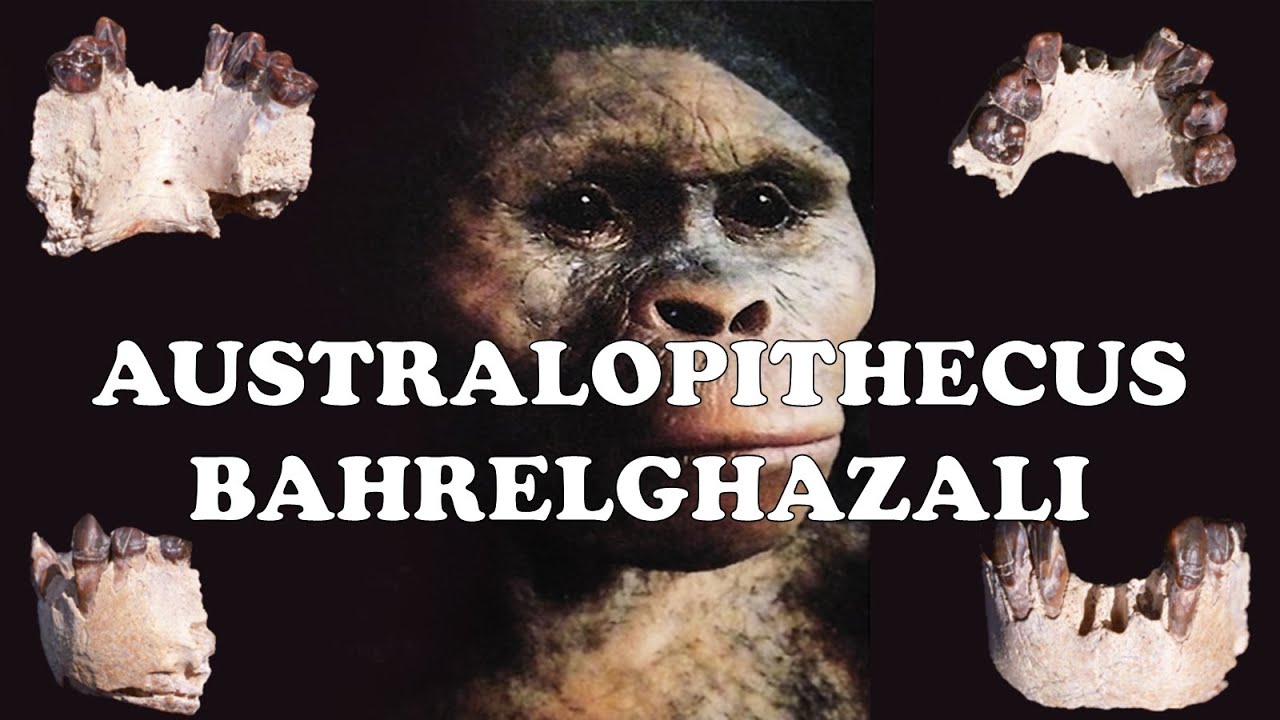 Australopithecus Bahrelghazali : The Mysterious Australopithecines