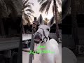 حمار قيمته 50 الف ريال 