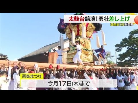 《shintairiku』太鼓台 Saijo Festival kicks off! Five Taiko floats perform at the shrine
