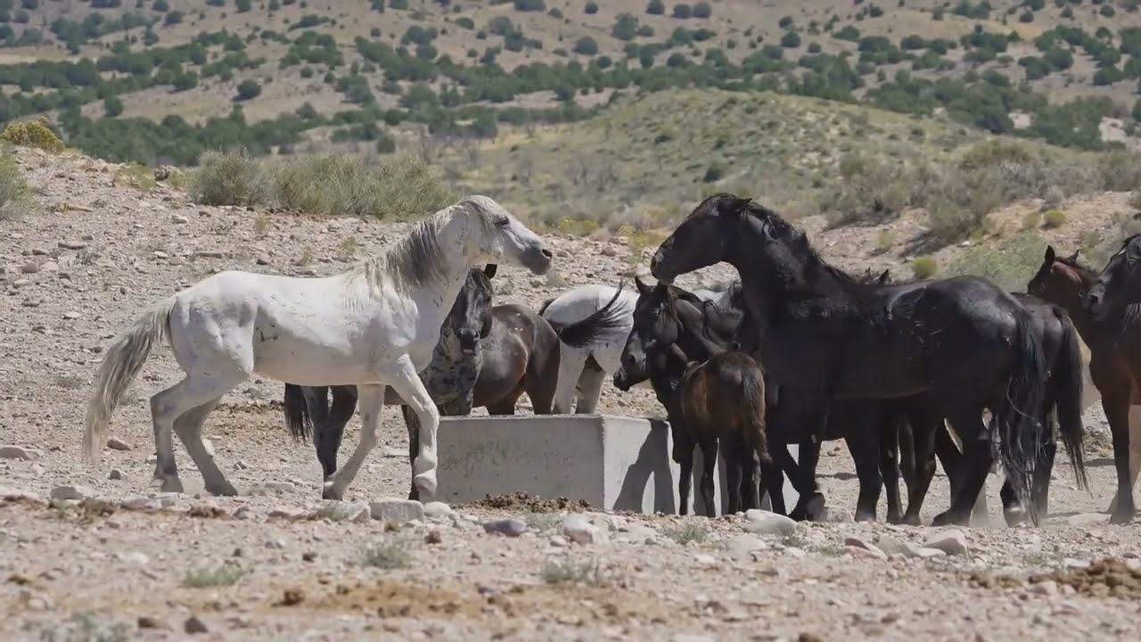 Yılkı Atları – Anadolu’nun Vahşi Kahramanları